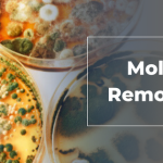 Mold Infestation in Sydney: What You Need to Know